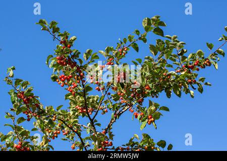 Red apples of Japanese flowering crabapple (Malus floribunda) on blue sky Stock Photo
