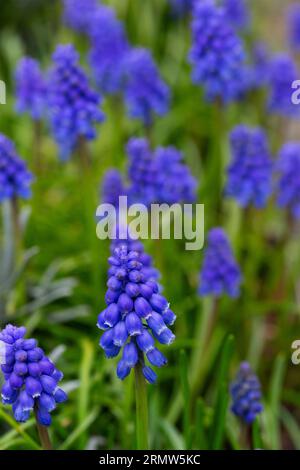 Flowering Grape hyacinths (Muscari botryoides); only one in focus Stock Photo