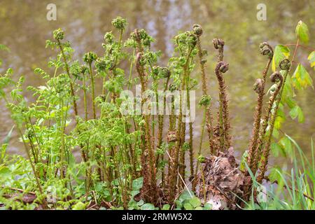 Young Broad buckler-fern (Dryopteris dilatata) with sprouting leaves Stock Photo