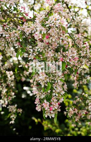 Blossoming Japanese flowering crabapple (Malus floribunda) Stock Photo