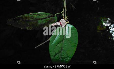 (141009) -- HANOI, Oct. 9, 2014 -- Photo released by on Oct. 9, 2014 shows the flower of a new plant species in the Aristolochiaceae family recently discovered in Xuan Lien Nature Reserve in Thanh Hoa province, Vietnam. The new species, Aristolochia Xuanlienensis, named after the place where it was found, has not yet been found anywhere else in the world.) VIETNAM-THANH HOA-NEW PLANT SPECIES VNA PUBLICATIONxNOTxINxCHN   Hanoi OCT 9 2014 Photo released by ON OCT 9 2014 Shows The Flower of a New plant Species in The  Family Recently discovered in Xuan Lien Nature Reserve in Thanh Hoa Province Vi Stock Photo
