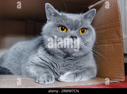 British breed gray domestic cat sitting in cardboard box at home Stock Photo