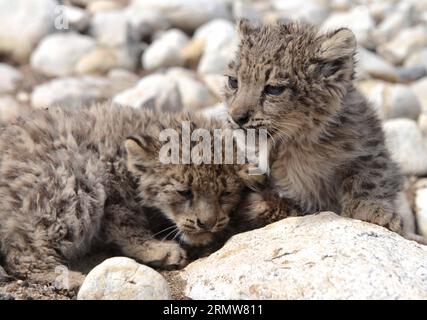 https://l450v.alamy.com/450v/2rmw811/photo-taken-on-oct-8-2014-shows-the-wild-snow-leopard-cubs-in-ali-prefecture-of-southwest-china-s-tibet-autonomous-region-the-cubs-were-found-by-a-herdsman-when-he-mowed-in-ali-s-qusum-township-on-sept-23-2014-local-forestry-department-has-discussed-to-protect-and-raise-the-rare-cubs-hdt-china-tibet-snow-leopard-cn-gexqingmin-publicationxnotxinxchn-photo-taken-on-oct-8-2014-shows-the-wild-snow-leopard-cubs-in-ali-prefecture-of-southwest-china-s-tibet-autonomous-region-the-cubs-were-found-by-a-herdsman-when-he-mowed-in-ali-s-township-on-sept-23-2014-local-forestry-department-ha-2rmw811.jpg