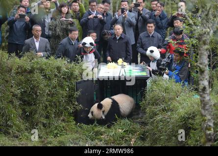 (141014) -- SHIMIAN, Oct. 14, 2014 -- Giant panda Xue Xue is released into the wild at the Liziping Natural Reserve in Shimian, southwest China s Sichuan Province, Oct. 14, 2014. After two years training in habitat selection, foraging, and avoiding natural enemies, the two-year-old female is believed to be able to survive in the the Liziping Natural Reserve. Xue Xue is the fourth panda released into the wild after Xiang Xiang, Tao Tao and Zhang Xiang. ) (lfj) CHINA-SICHUAN-GIANT PANDA-RELEASE (CN) XuexYubin PUBLICATIONxNOTxINxCHN   OCT 14 2014 Giant Panda Xue Xue IS released into The Wild AT T Stock Photo