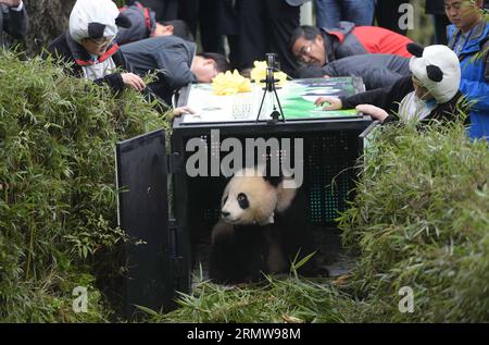 (141014) -- SHIMIAN, Oct. 14, 2014 -- Giant panda Xue Xue is released into the wild at the Liziping Natural Reserve in Shimian, southwest China s Sichuan Province, Oct. 14, 2014. After two years training in habitat selection, foraging, and avoiding natural enemies, the two-year-old female is believed to be able to survive in the the Liziping Natural Reserve. Xue Xue is the fourth panda released into the wild after Xiang Xiang, Tao Tao and Zhang Xiang. ) (lfj) CHINA-SICHUAN-GIANT PANDA-RELEASE (CN) XuexYubin PUBLICATIONxNOTxINxCHN   OCT 14 2014 Giant Panda Xue Xue IS released into The Wild AT T Stock Photo