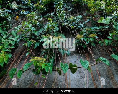 Green Vines Plants Covering a Wall Stock Photo