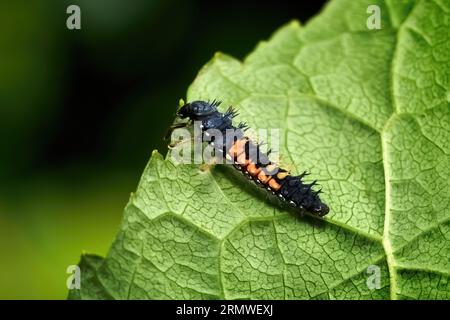 Older larva of the Asian lady beetle (Harmonia axyridis) on the underside of a leaf Stock Photo