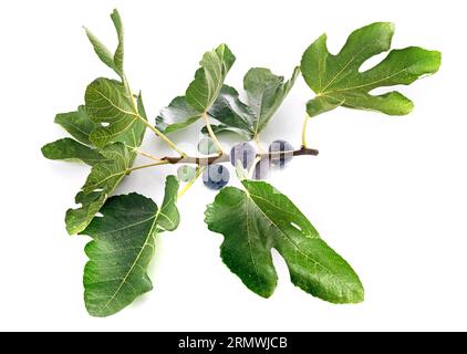 purple figs in front of white background Stock Photo
