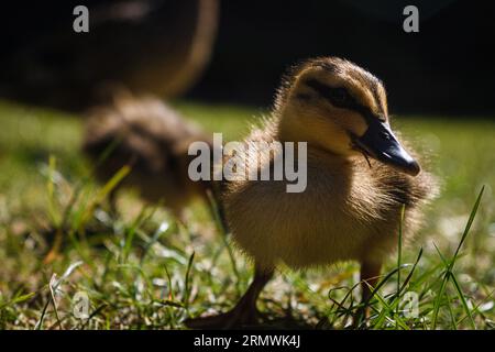 Cute, fluffy ducklings in the Percy Scenic reserve, Wellington, New Zealand Stock Photo