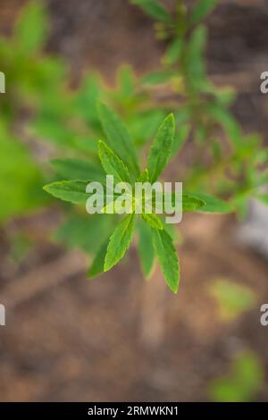 Lush green leaf of flowering plant in nutrient-rich soil. Stock Photo