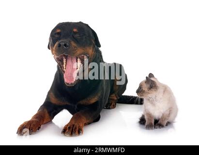 siamese kitten and rottweiler in front of white background Stock Photo