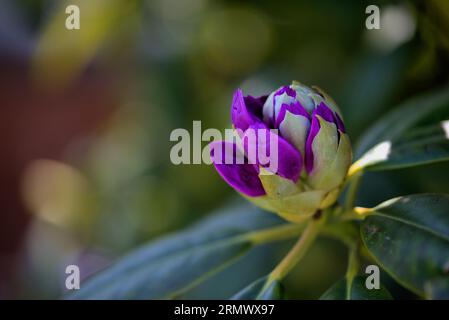 Rhododendron flower bud opening Stock Photo