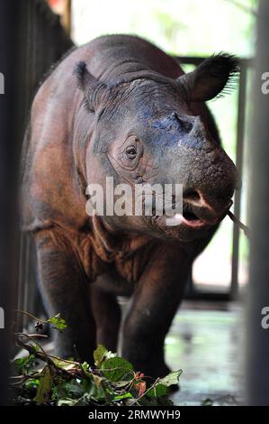 Sumatran Rhinoceros (Dicerorhinus sumatrensis) female eating bark ...