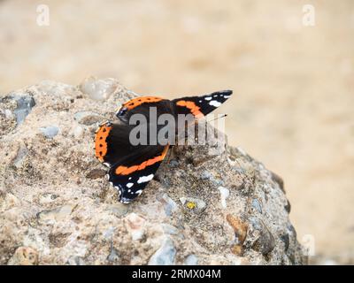 A close up of a red admiral butterfly (Vanessa atalanta) resting on a rock Stock Photo