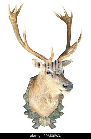 Stuffed red deer, stag head with antlers (Cervus elaphus) on a wooden plate isolated on white background. Stock Photo