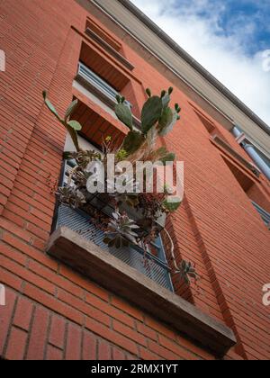 A vibrant green cactus plant perched in a sun-filled window of a rustic red brick building Stock Photo