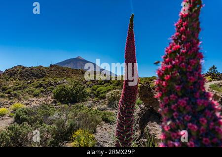 Blurred Tajinaste rojo with Teide volcano in the background. Red flowers towers Stock Photo