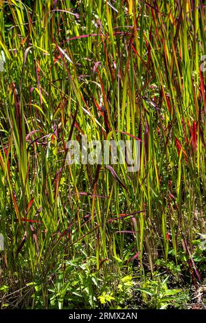 Japanese Blood Grass (Imperata cylindrica ‘Ruby’) Stock Photo