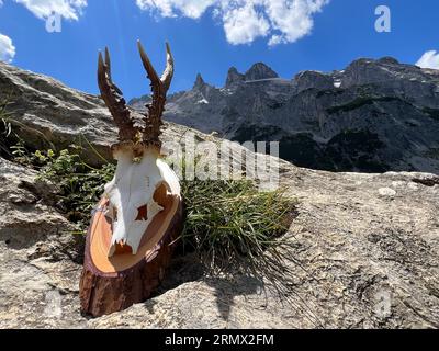 Roebuck antler in the high mountains of Montafon (Drei Türme, Gauertal Vorarlberg). Stock Photo