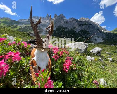 Roebuck antler in the high mountains of Montafon (Drei Türme, Gauertal Vorarlberg). Stock Photo