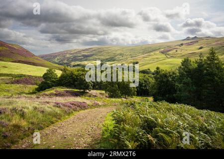 Cheviot Hills, Northumberland - view east across Harthope Valley on footpath to The Cheviot Stock Photo
