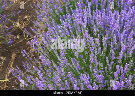 Close up of lavender flowers. Beautiful lavender field, Moldova Stock Photo
