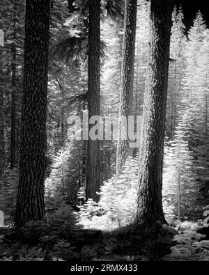 Red Fir (Abies magnifica) along the Red Fir Nature Trail near Mills Peak in Plumas County California, USA (black and white near infrared image), Stock Photo