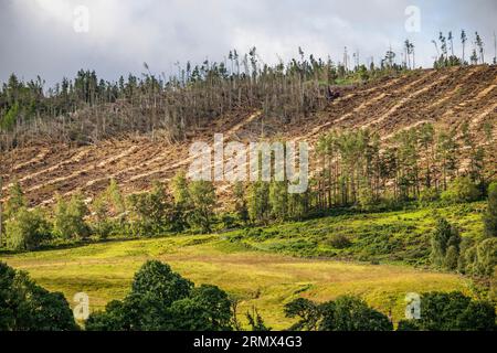 A tree felling machine clears a hillside forestry commission ...