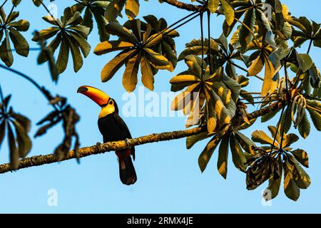 Toco Toucan, Ramphastos toco, perched on the branch of a Trumpet or Pumpwood Tree, Pantanal, Mato Grosso, Brazil Stock Photo