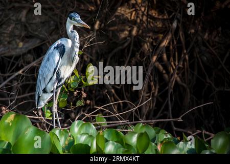 Cocoi Heron or White-necked Heron, Ardea cocoi, wading in a river in the Pantanal, Mato Grosso, Brazil Stock Photo