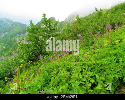 Colorful alpine meadow full of tall blooming pink alpine blue-sow-thistle (Cicerbita alpina) and yellow flowers with a mountain ridge in the back at C Stock Photo