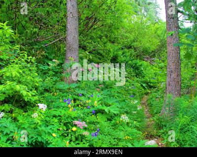 Colorful mountain path running through lush vegetation full of flowers including alpine columbine (Aquilegia alpina), Heracleum austriacum and globefl Stock Photo