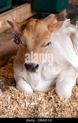 Brown Swiss dairy cow; Shelburne Farms; Shelburne; Vermont; USA Stock Photo