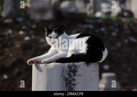 Black and White Cat sitting amongst temple ruins in the sunshine, Turkey Stock Photo