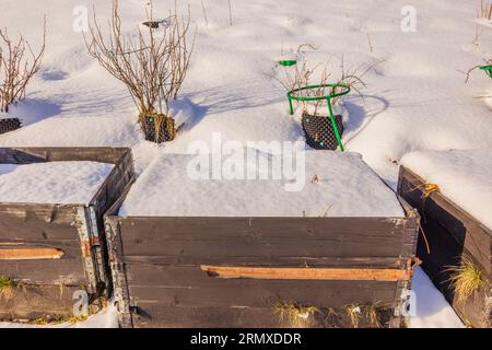 View of snow-covered strawberry bushes growing in pallet collars and currant black plants in air pots in winter garden. Sweden. Stock Photo