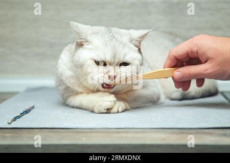 The human hand cleans the teeth of a young British silver cat with a toothbrush. Stock Photo
