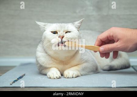 The human hand cleans the teeth of a young British silver cat with a toothbrush. Stock Photo