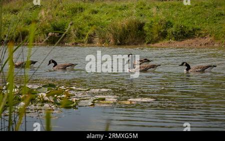 Gaggle of Canadian geese swimming in front of some lily pads with a ripple on the water. Stock Photo