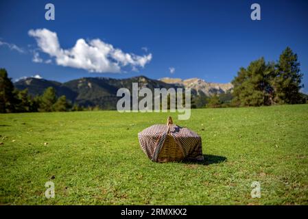 Basket full of mushrooms in autumn on a meadow near Cap del Ras, on the Moixeró's north face (Cadí-Moixeró Natural Park, Cerdanya, Pyrenees, Spain) Stock Photo