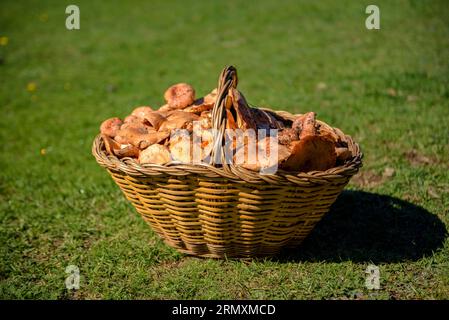 Panier de champignons avec différents types de champignons Photo Stock -  Alamy