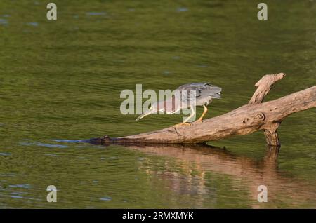 Green Heron, Butorides virescens, stalking Stock Photo