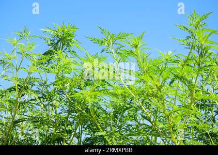 American common ragweed against blue clear sky. Dangerous plant. Ambrosia shrubs that causes allergic reactions, allergic rhinitis. Copy space. Select Stock Photo