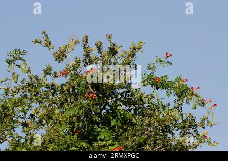 Trumpet Creeper, Campsis radicans Stock Photo