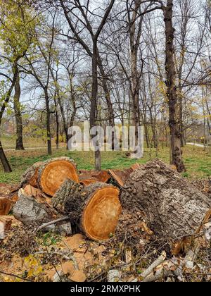 Cleaning City Park from old trees. Trunk of poplar tree, sawn into pieces. Preparation of wood for chopping firewood. Large logs with annual rings are Stock Photo