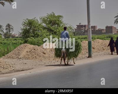 unrecognizable man riding a donkey along the channels of the nile at a road in the city of Cairo, sitting on harvested crops. Stock Photo