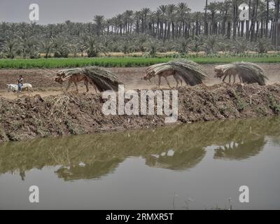 unrecognizable man riding a donkey along the channels of the nile leading a caravan of dromedary camels carrying harvested palm tree leaves. Stock Photo