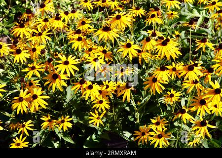 Rudbeckia fulgida, the coneflower, or black eyed Susan at Cleveland Botanical Garden, Cleveland, Ohio Stock Photo