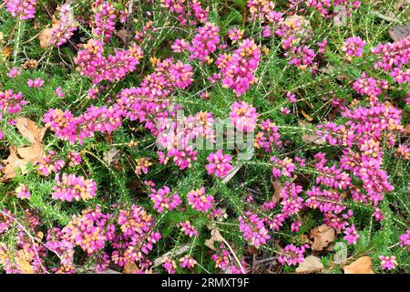 Closeup of the purple flowers and green leaves of the summer flowering low growing hardy native perennial bell heather erica cinerea rock ruth. Stock Photo