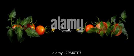 Tomatoes with flowers and leaves on black background Stock Photo