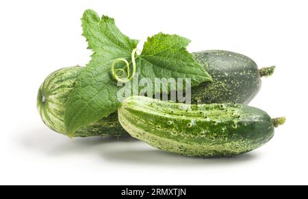 Cucumbers and leaf with spiral tendril isolated on white background Stock Photo